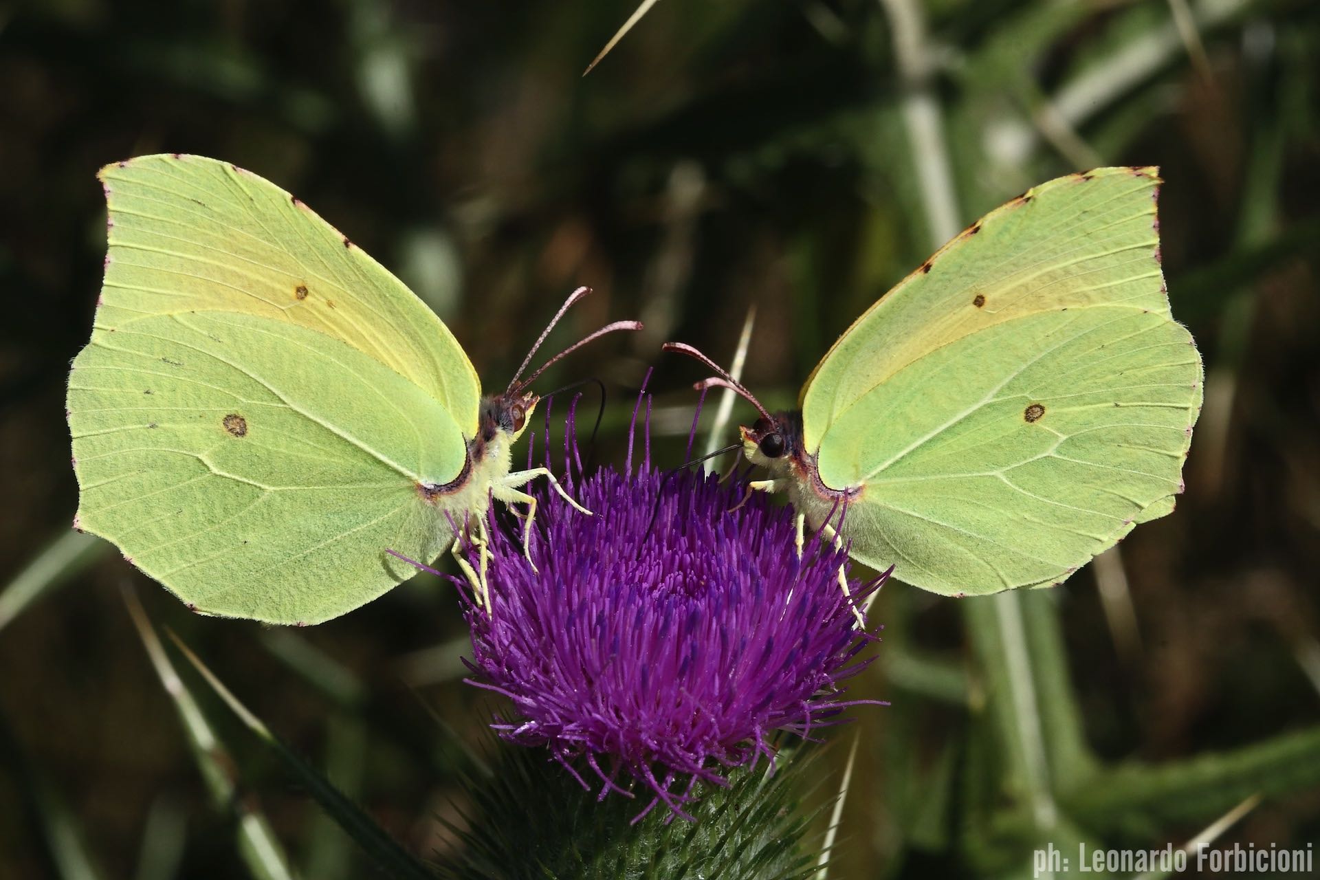 Le Farfalle Dellisola Delba Gonepteryx Cleopatra I Love Elba