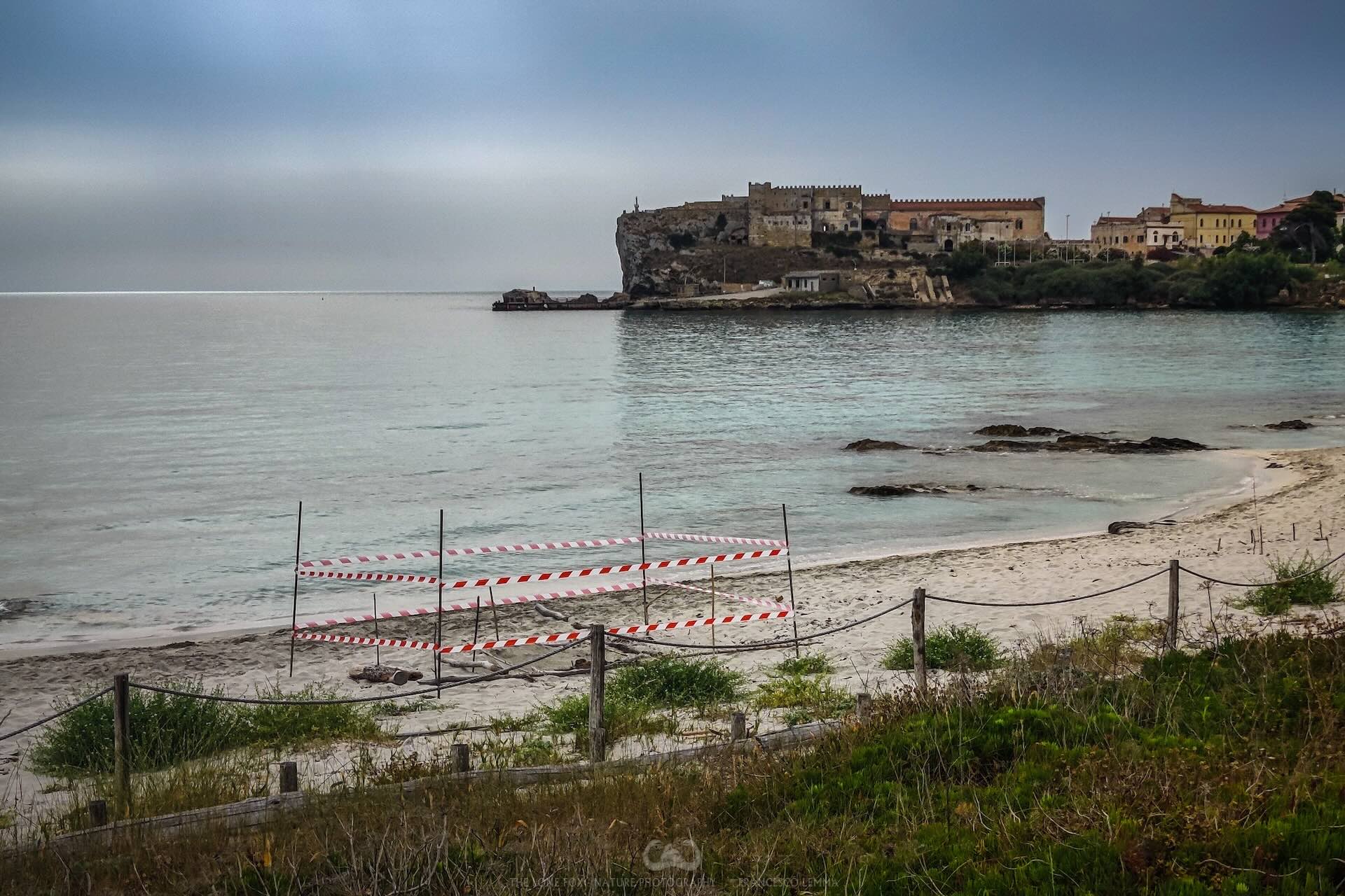 Nidificazione di una tartaruga Caretta caretta a Pianosa