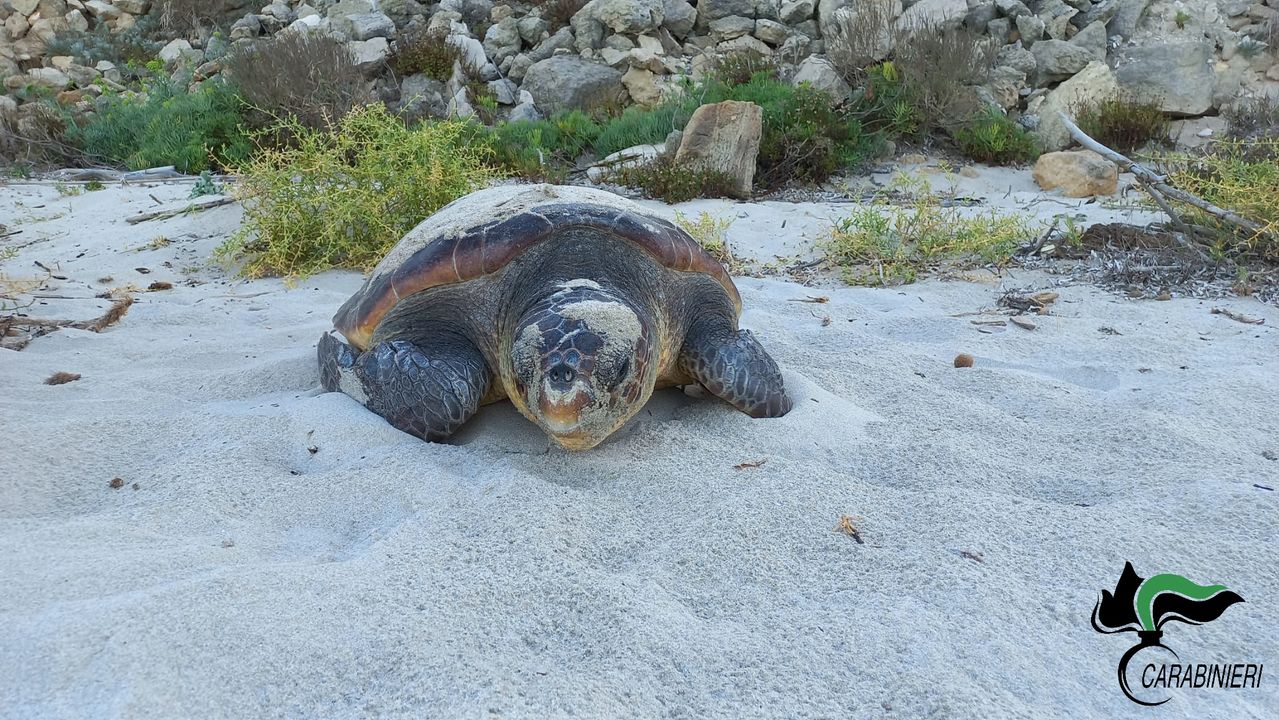 Sesta deposizione di Caretta caretta a Cala Giovanna