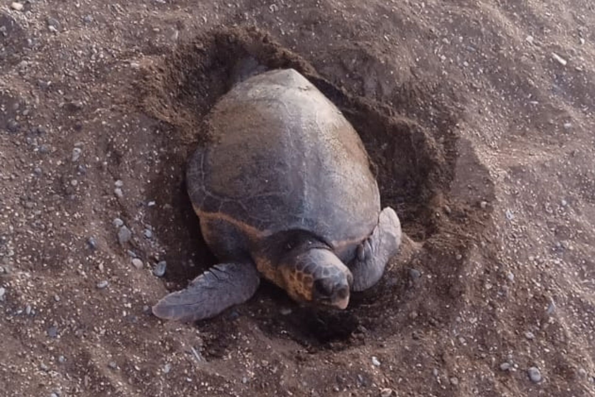 Caretta caretta sulla spiaggia del Sasso