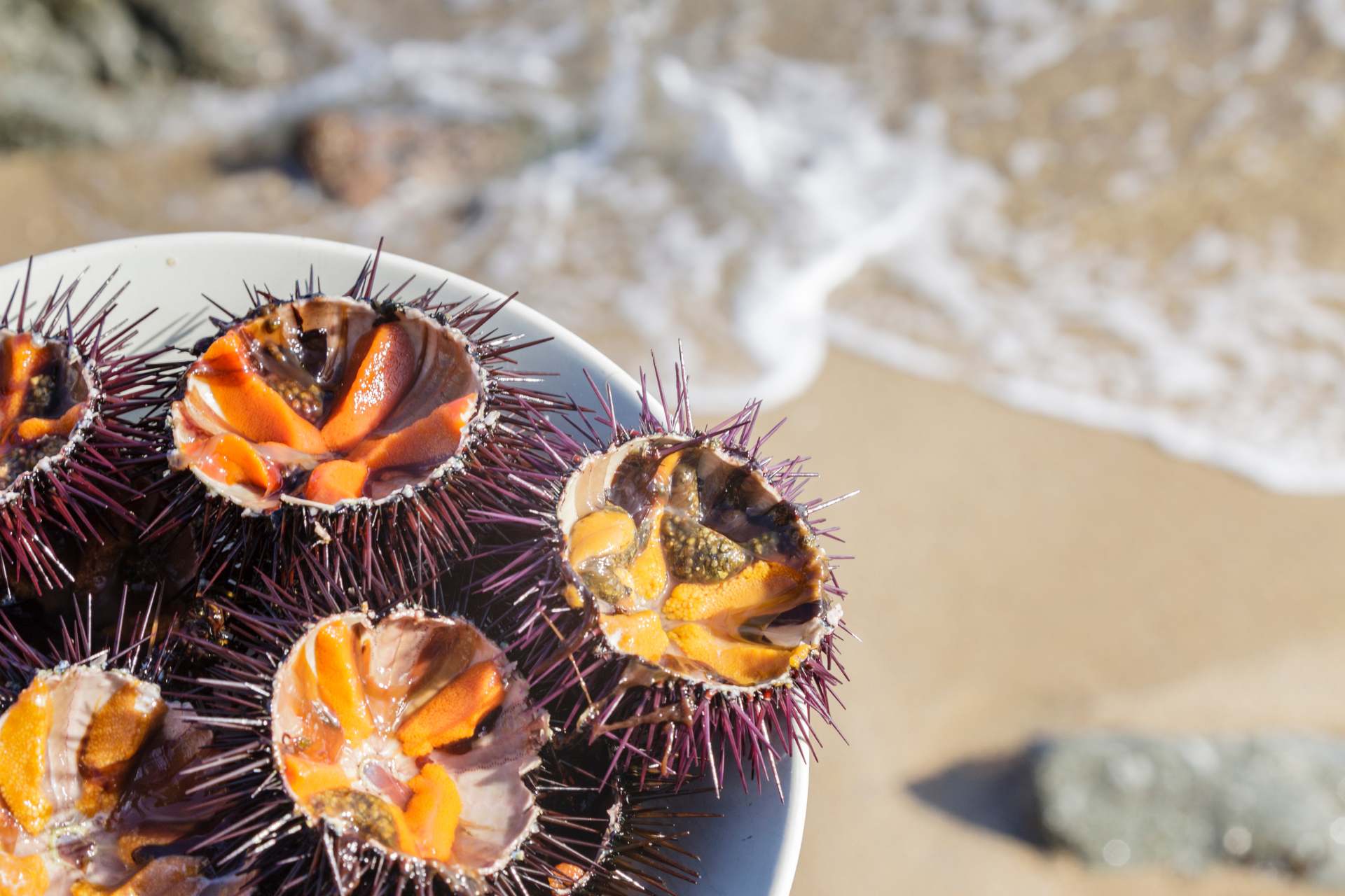 Il riccio di mare